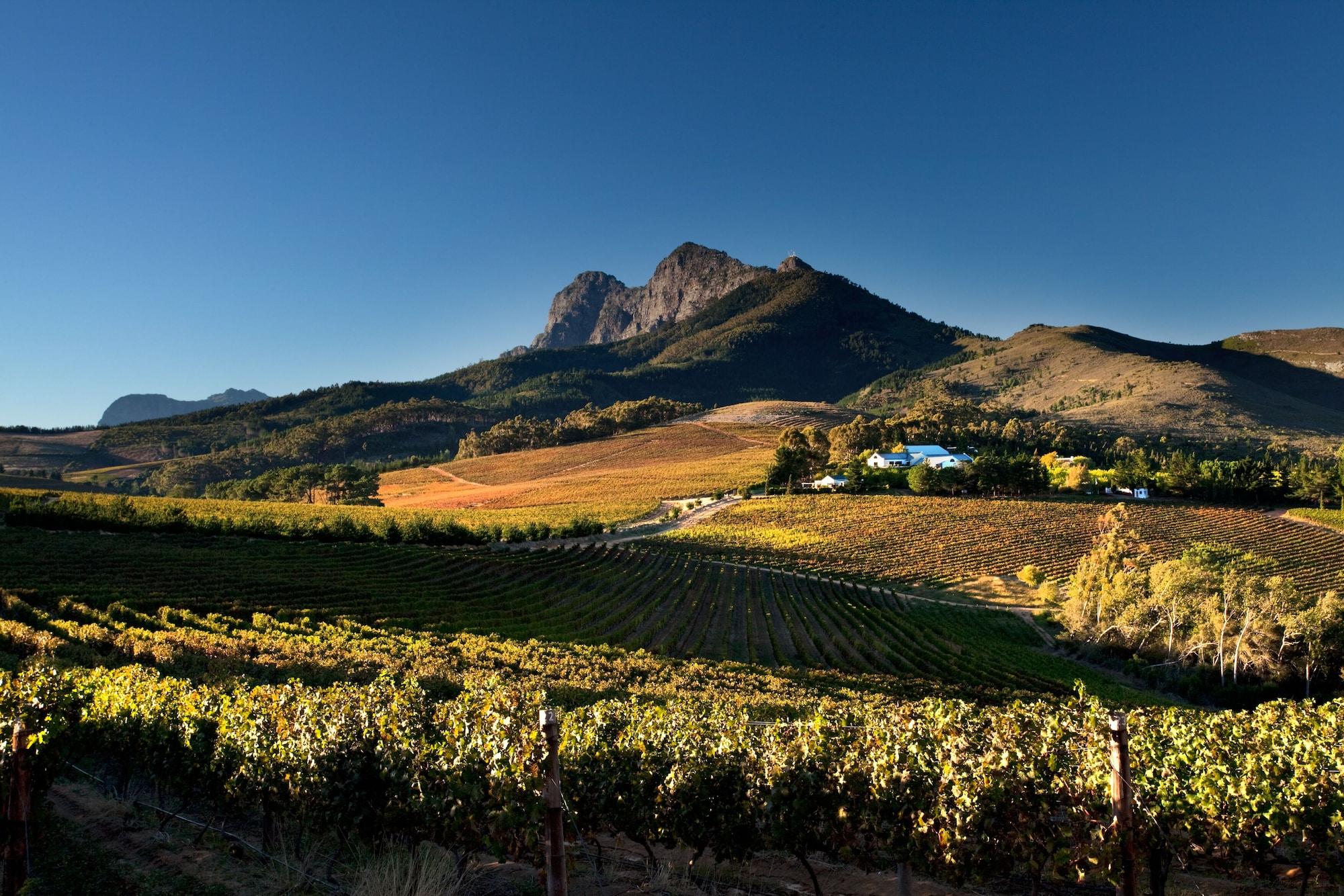 Marianne Wine Estate Bed & Breakfast Stellenbosch Dış mekan fotoğraf
