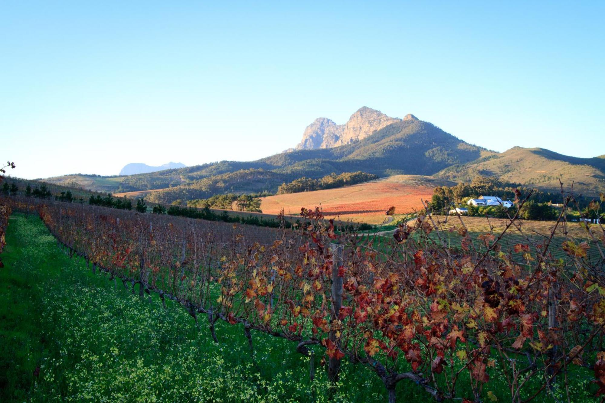 Marianne Wine Estate Bed & Breakfast Stellenbosch Dış mekan fotoğraf